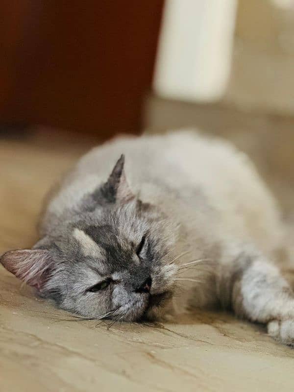 A beautiful Persian Cat with her Kids 1