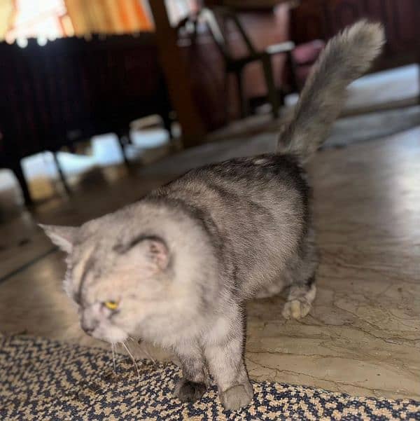 A beautiful Persian Cat with her Kids 2