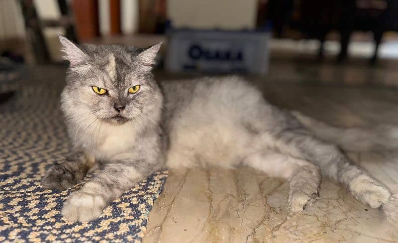 A beautiful Persian Cat with her Kids 3