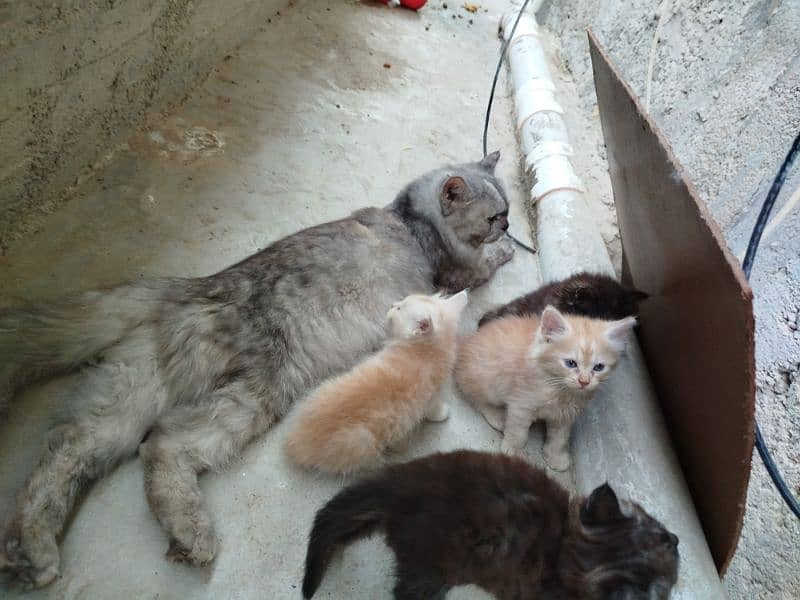 A beautiful Persian Cat with her Kids 5