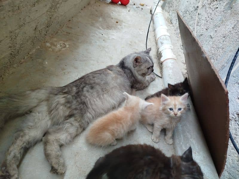 A beautiful Persian Cat with her Kids 6