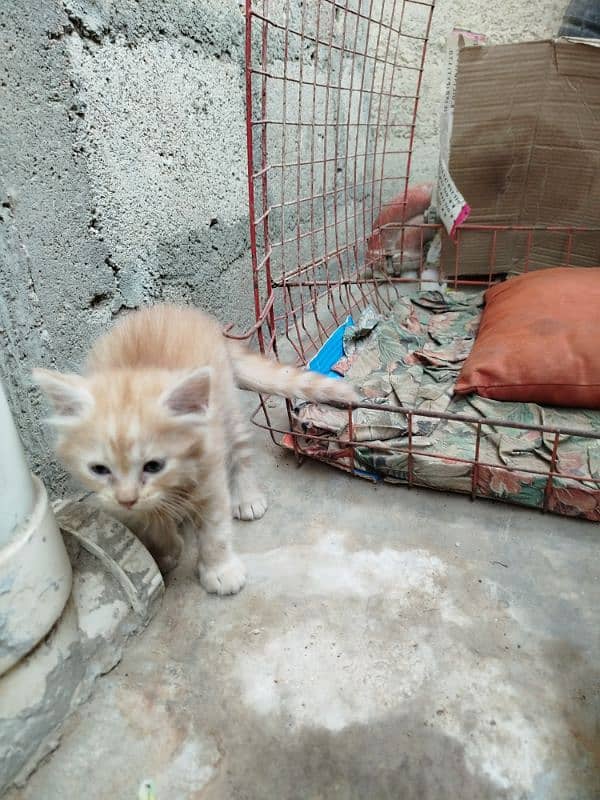 A beautiful Persian Cat with her Kids 7