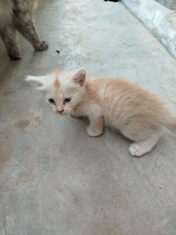 A beautiful Persian Cat with her Kids 8