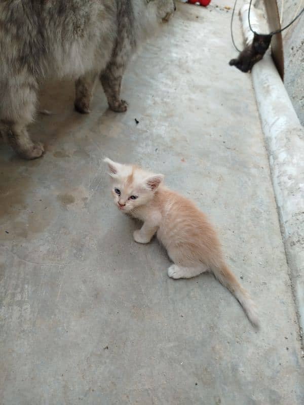 A beautiful Persian Cat with her Kids 9