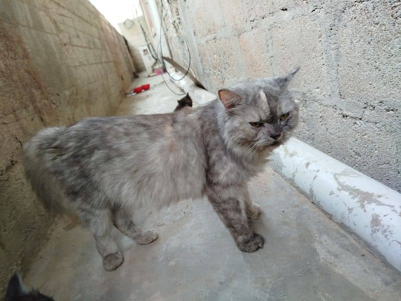 A beautiful Persian Cat with her Kids 12