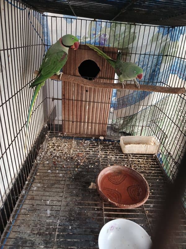 parakeet 1