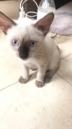 Siamese male kitten for sale