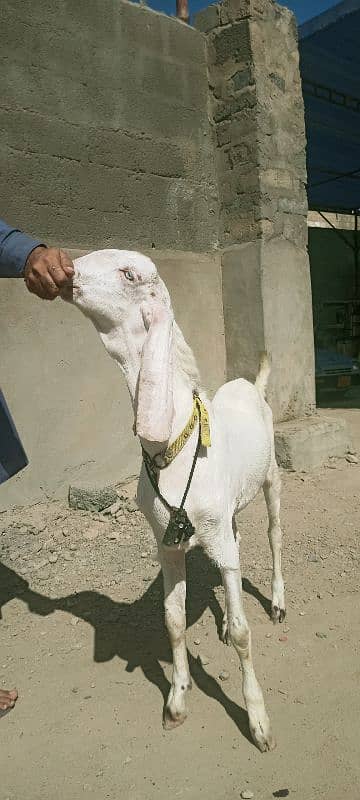 Rajanpur male 0