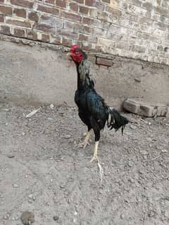 mianwali breed