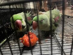 Kashmiri pahari raw parrot for sale