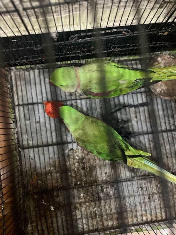 Kashmiri pahari raw parrot for sale 1