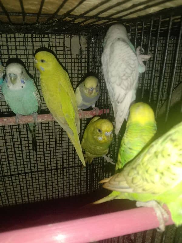 Australian & Cocktail Parrots 9