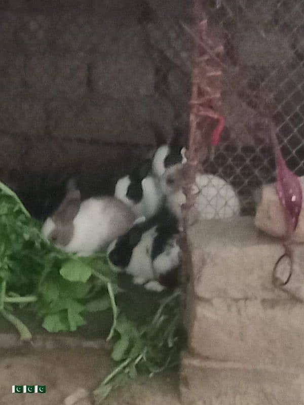 Rabbits far sell 2 bare  Rabbit or 7 chute cute bebis he 0