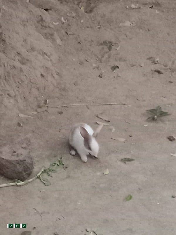 Rabbits far sell 2 bare  Rabbit or 7 chute cute bebis he 3