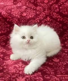 beautiful female persian for sale