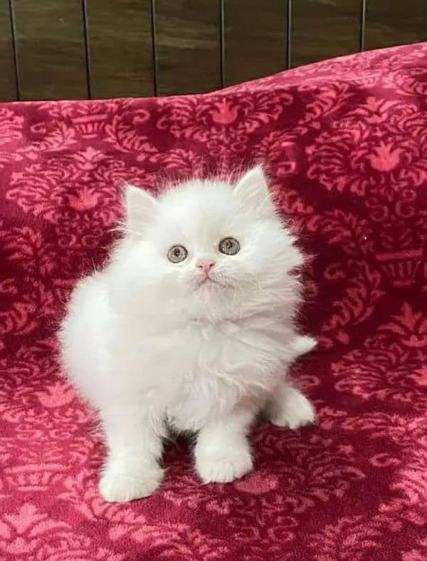 beautiful female persian for sale 1