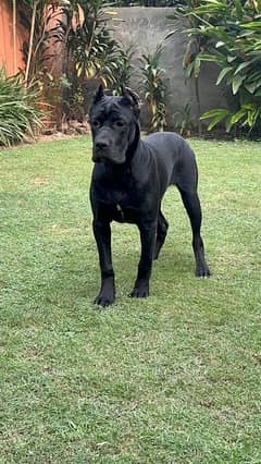 Cane corso imported female available