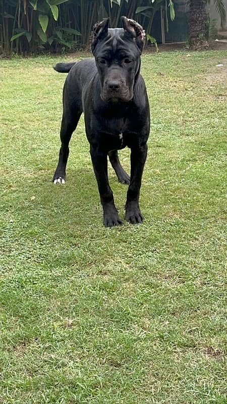 Cane corso imported female available 1