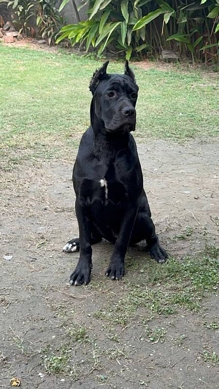 Cane corso imported female available 2