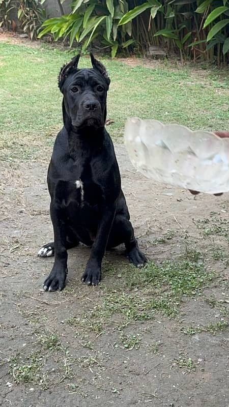 Cane corso imported female available 3