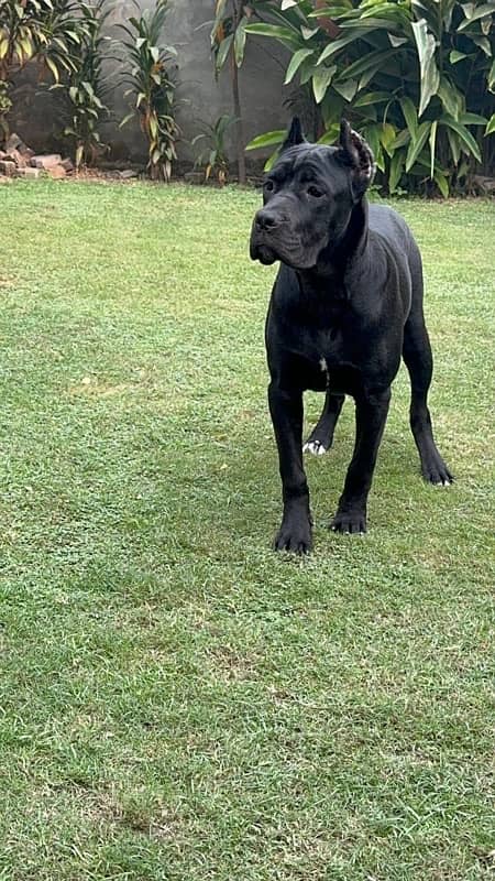 Cane corso imported female available 4