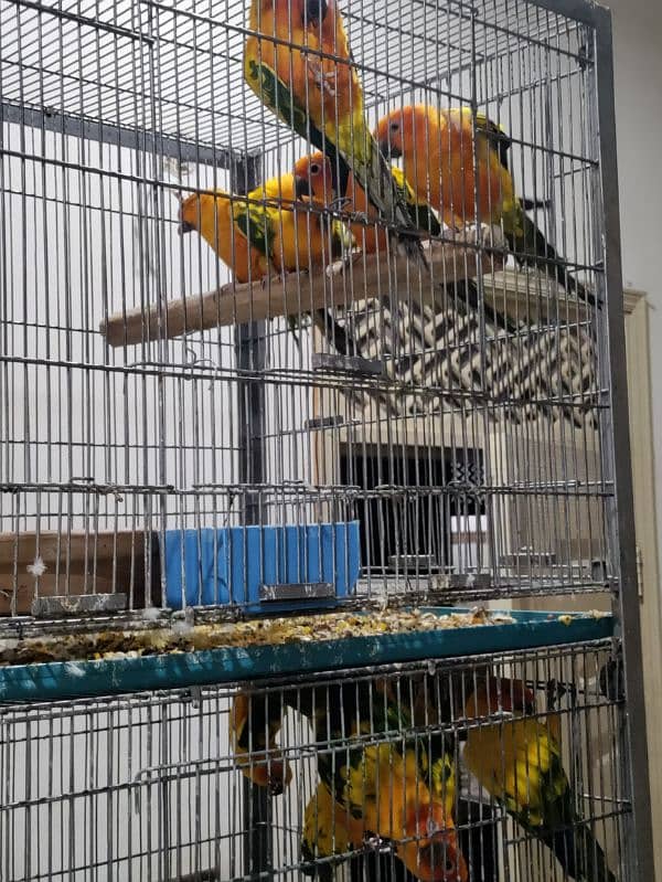 Sun Conure Adult Pair 0