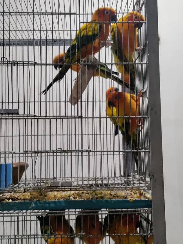 Sun Conure Adult Pair 1