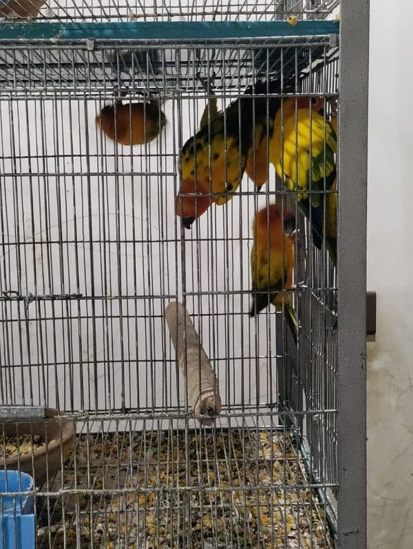 Sun Conure Adult Pair 2