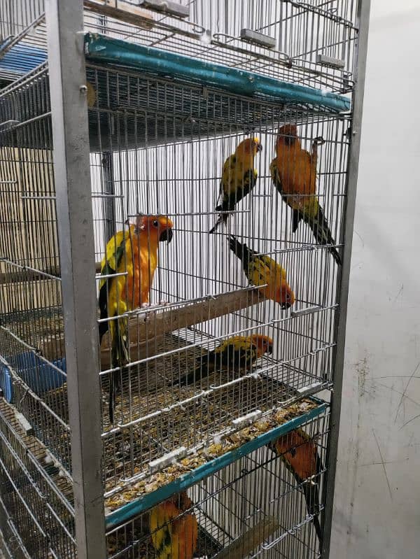 Sun Conure Adult Pair 3