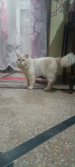 Persian cat male available ha 1 Saal SE 2 3 month zyada ka hogya ha