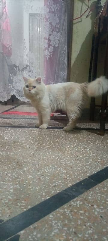 Persian cat male available ha 1 Saal SE 2 3 month zyada ka hogya ha 0