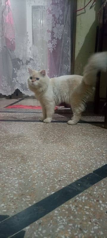 Persian cat male available ha 1 Saal SE 2 3 month zyada ka hogya ha 1