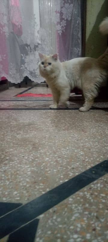 Persian cat male available ha 1 Saal SE 2 3 month zyada ka hogya ha 2