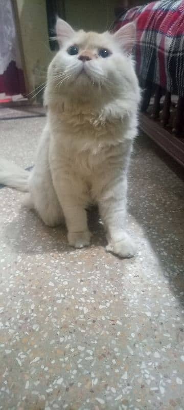 Persian cat male available ha 1 Saal SE 2 3 month zyada ka hogya ha 3