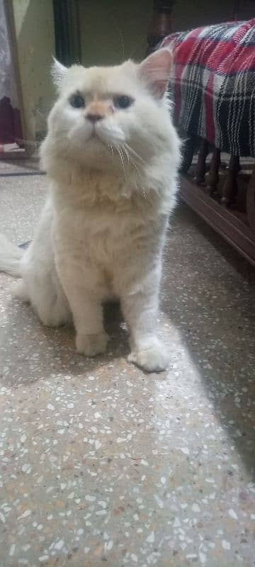 Persian cat male available ha 1 Saal SE 2 3 month zyada ka hogya ha 4