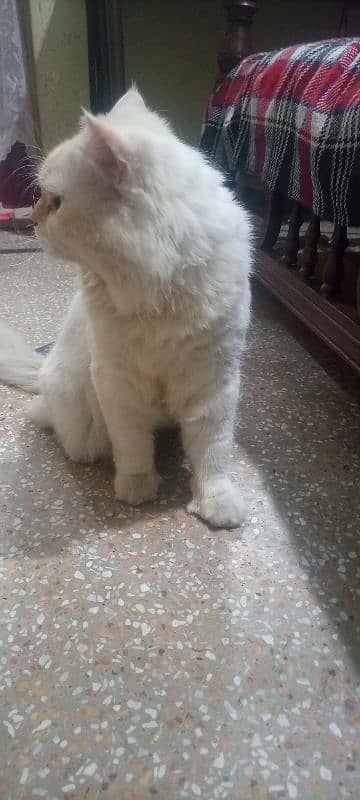 Persian cat male available ha 1 Saal SE 2 3 month zyada ka hogya ha 5