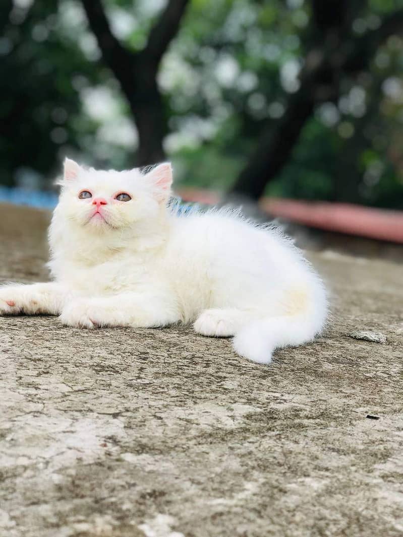 Persian cat for Sale 0