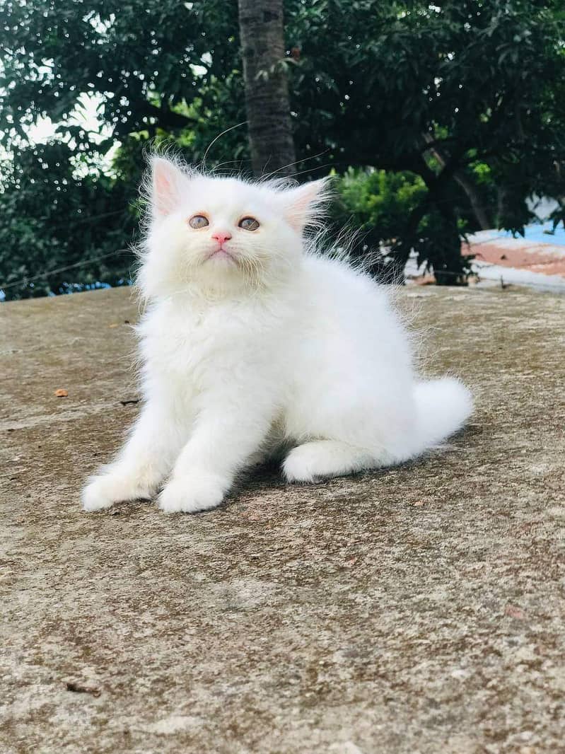 Persian cat for Sale 1