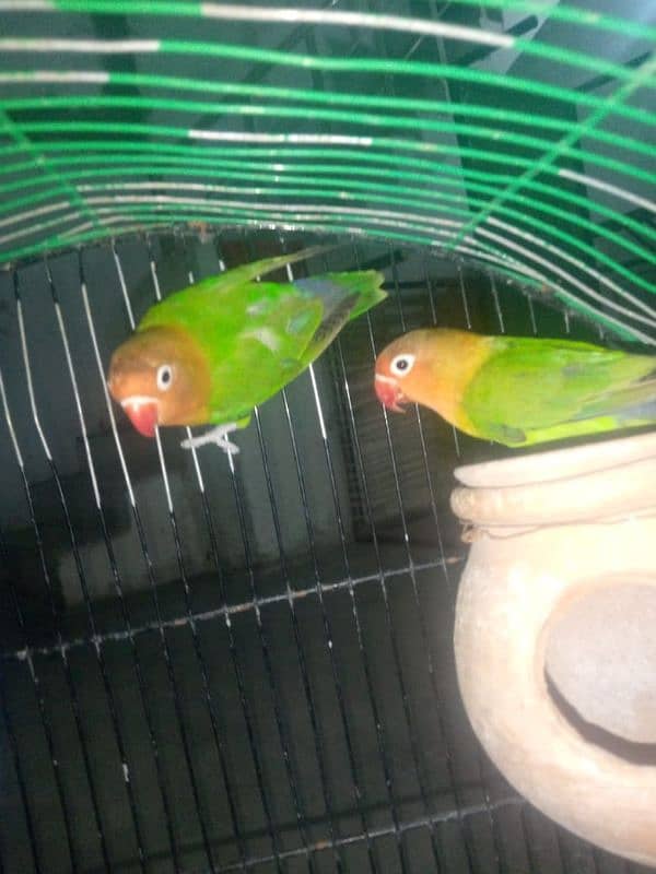 green fisher pair for sale 1