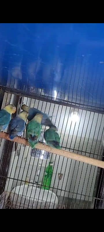 Parblue pair breeder price 2700 0