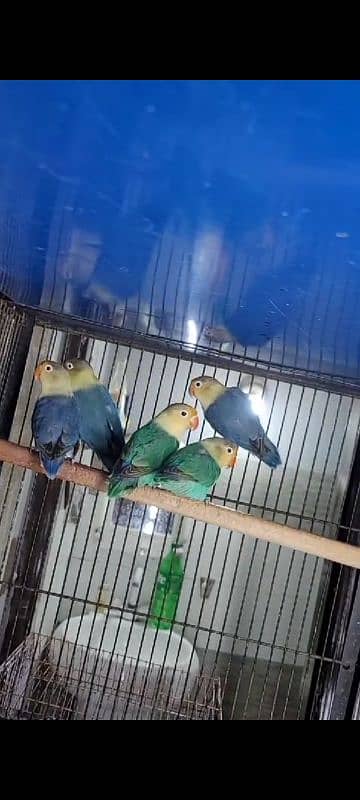 Parblue pair breeder price 2700 1