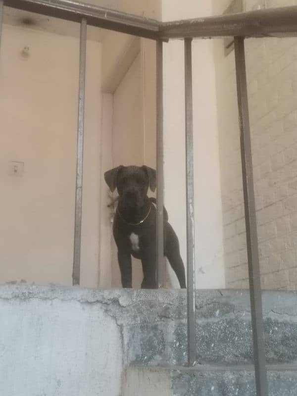 cane corso 0