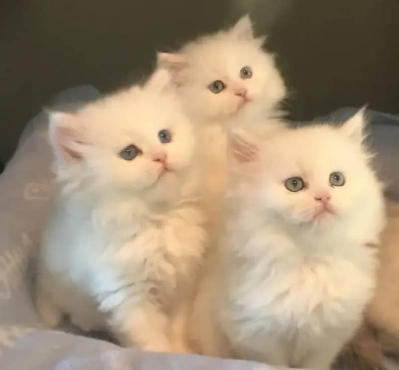 Persian kittens for sale 0