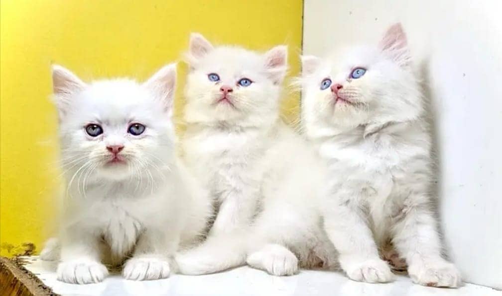 Persian kittens for sale 1