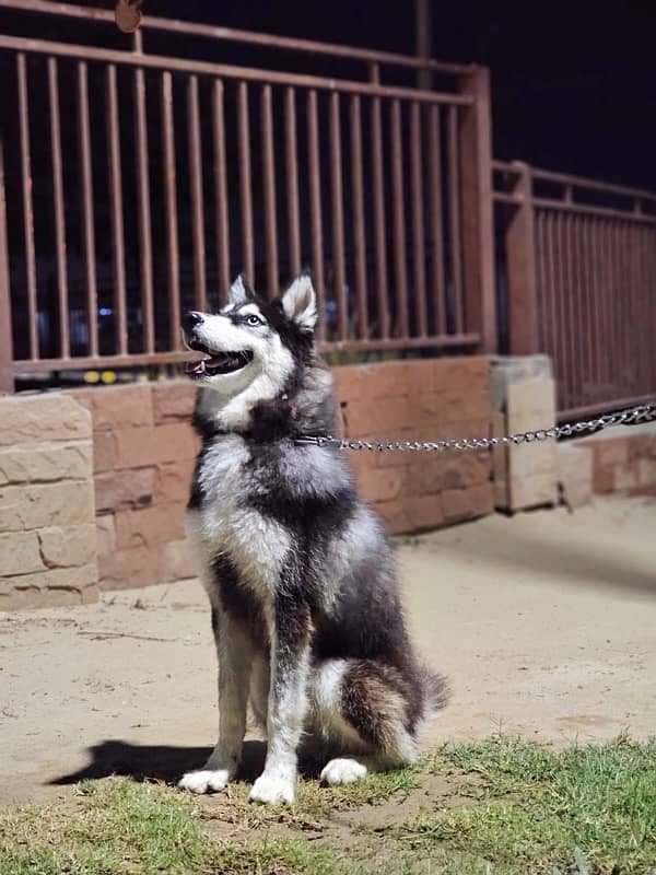 odd eyes siberian husky 0