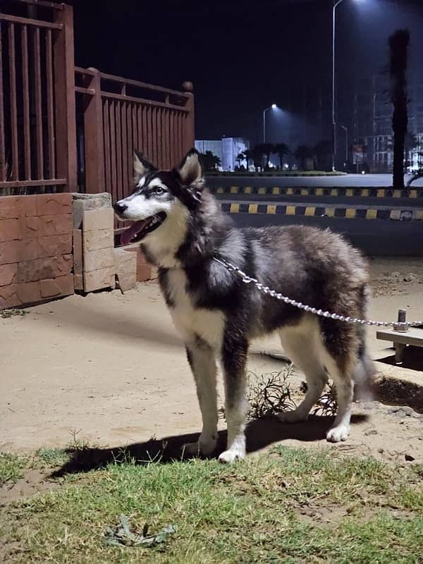 odd eyes siberian husky 1