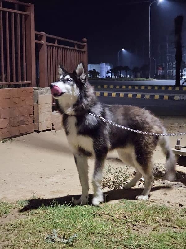 odd eyes siberian husky 2