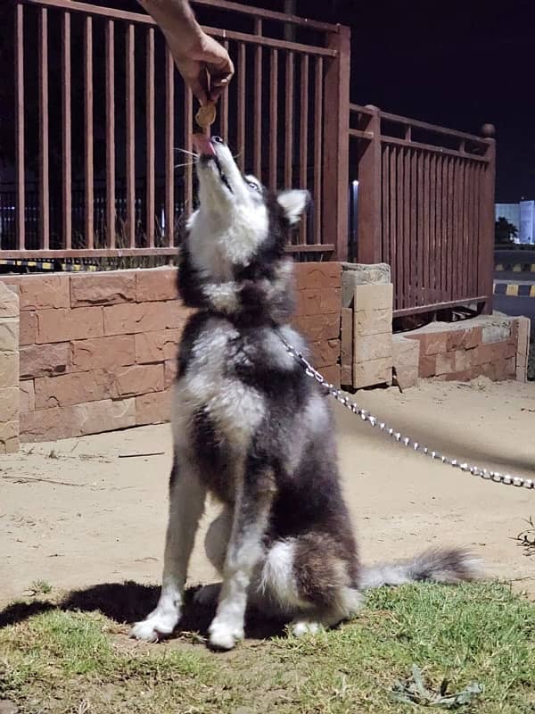 odd eyes siberian husky 3