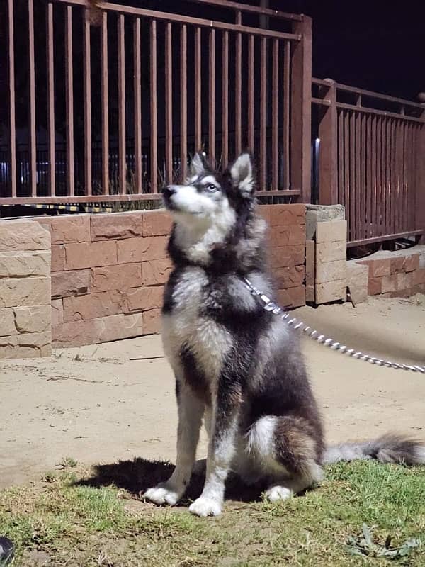 odd eyes siberian husky 4