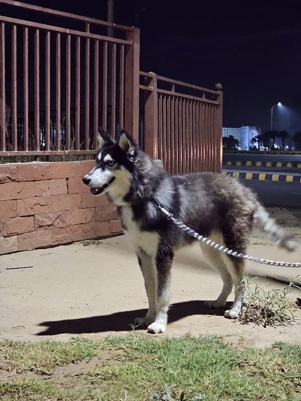 odd eyes siberian husky 5